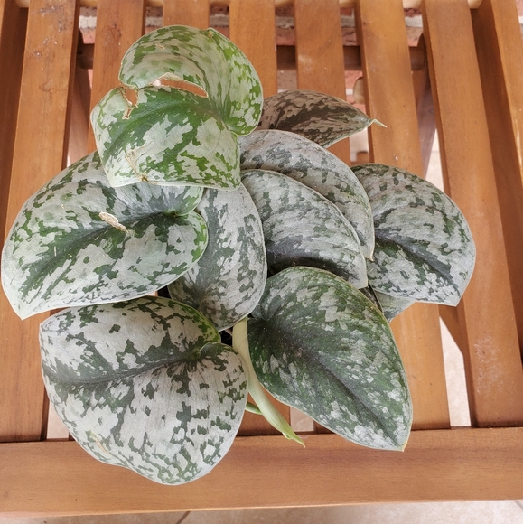 SOLD 🌱Scindapsus Pictus Exotica 3.5" pot - Picture 2 of 11